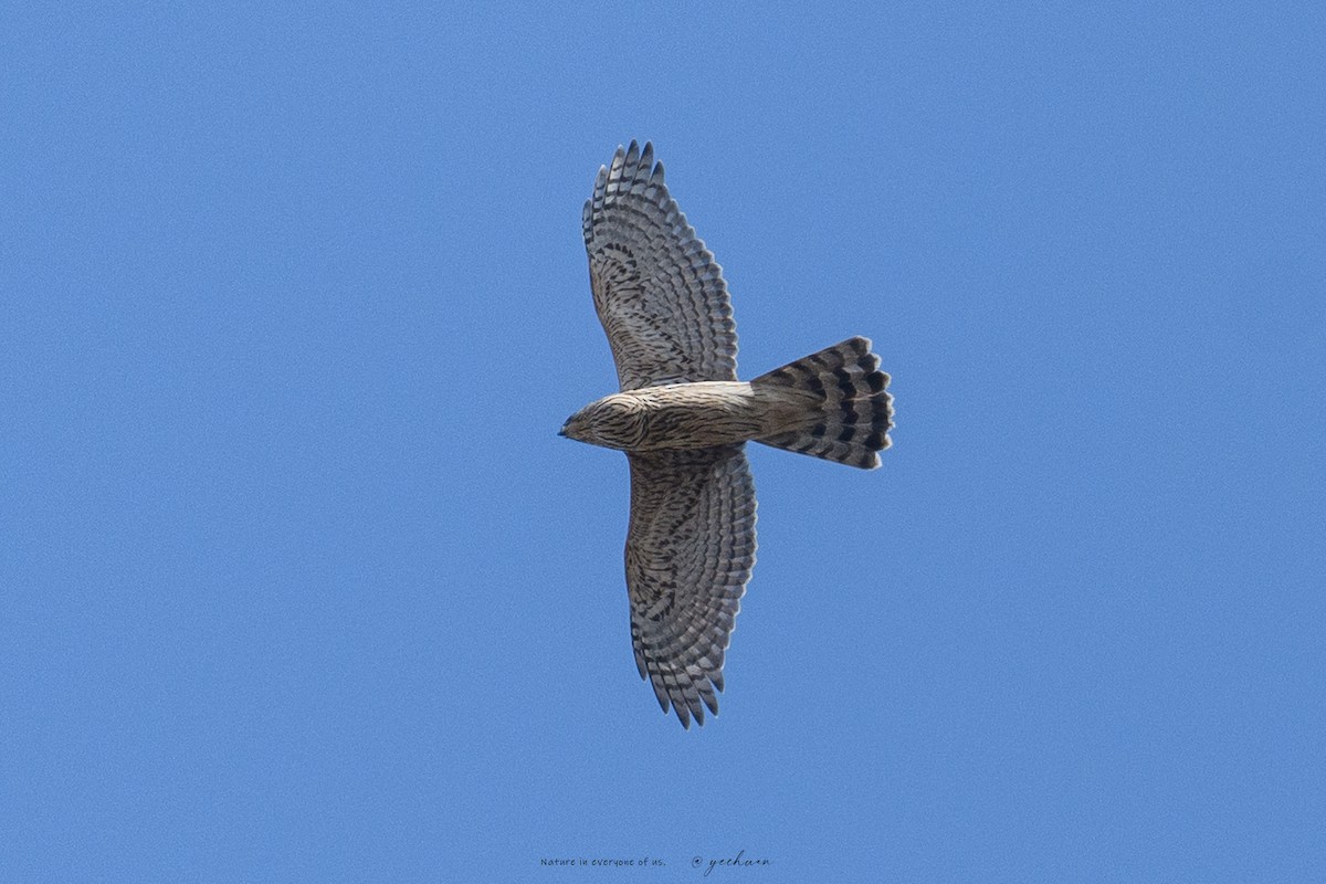 Aztore eurasiarra - ML644447600