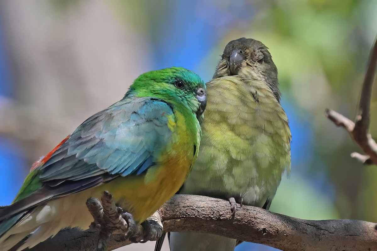 Red-rumped Parrot - ML644447601