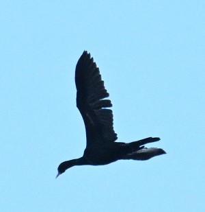 orientdvergskarv - ML644447603