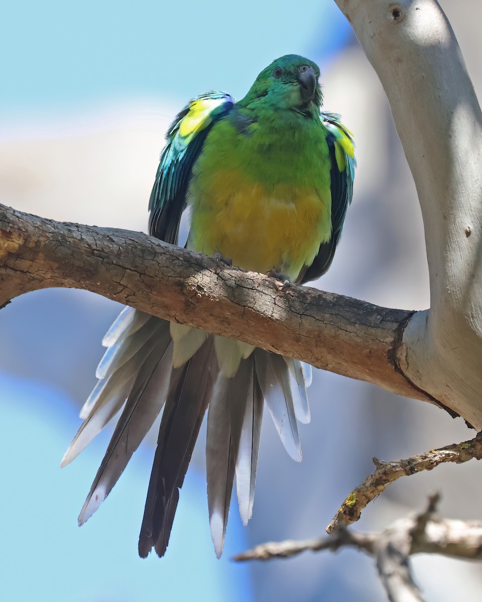 Red-rumped Parrot - ML644447608