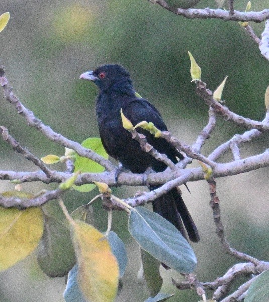 Asian Koel - ML644447621