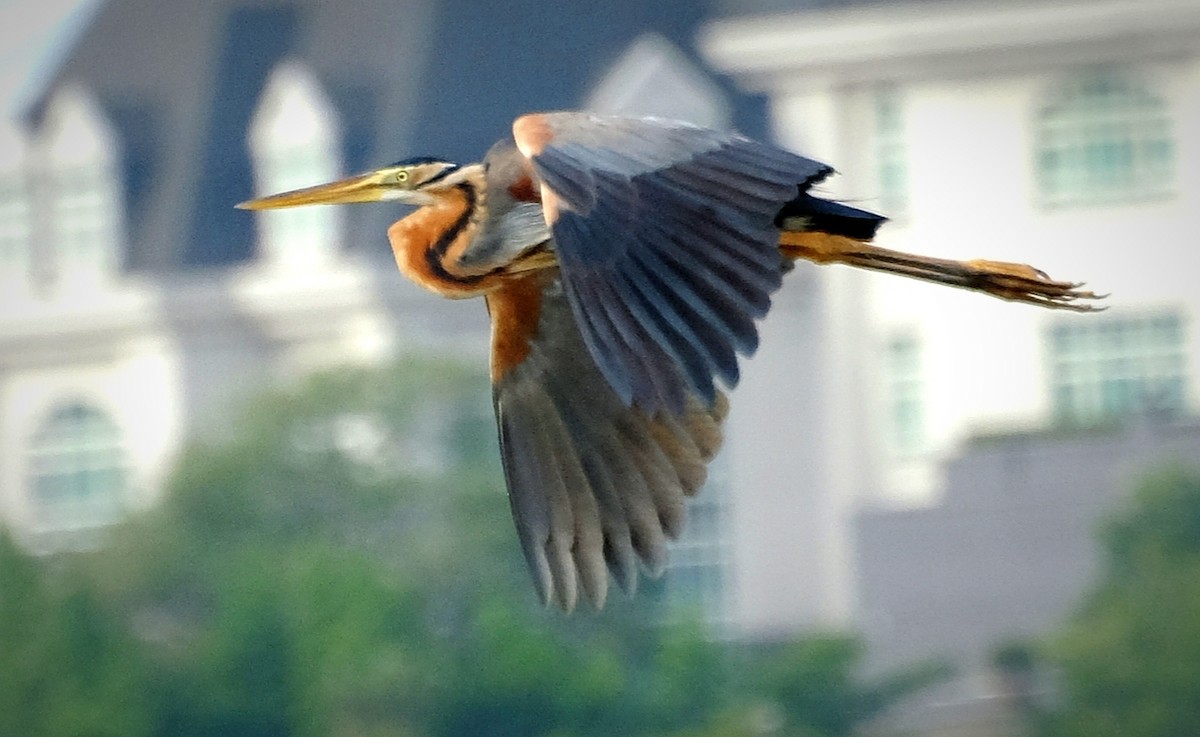 Рыжая цапля - ML644447622