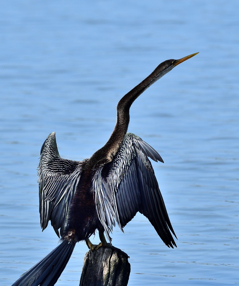 Oriental Darter - ML644447623