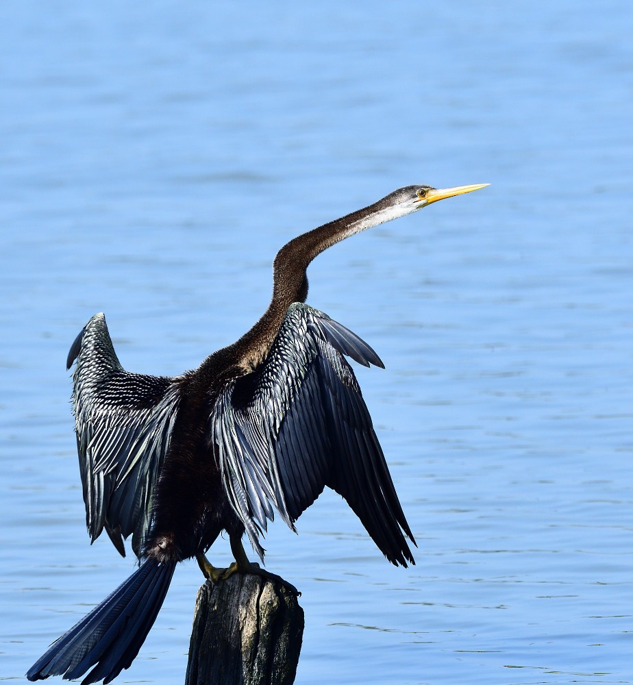 Oriental Darter - ML644447624