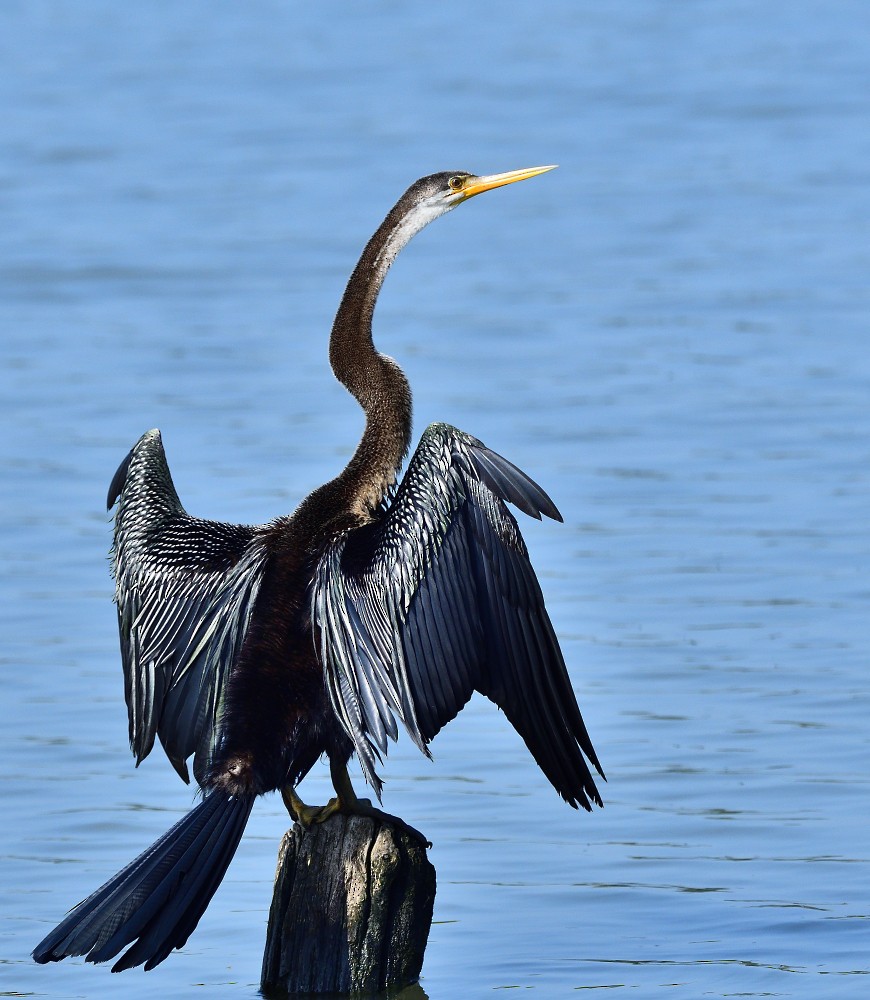 Oriental Darter - ML644447625