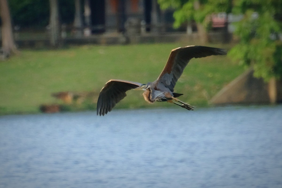 Рыжая цапля - ML644447627