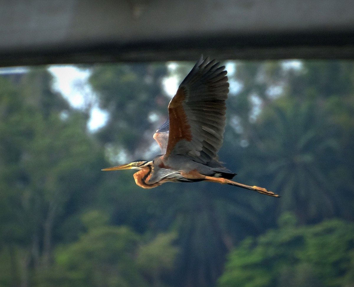 Рыжая цапля - ML644447630