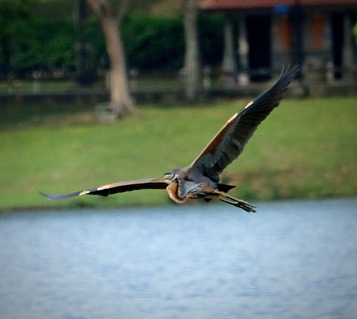 Рыжая цапля - ML644447632