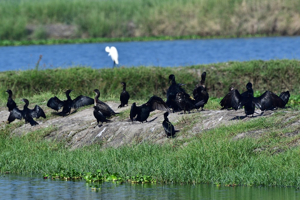 orientdvergskarv - ML644447633