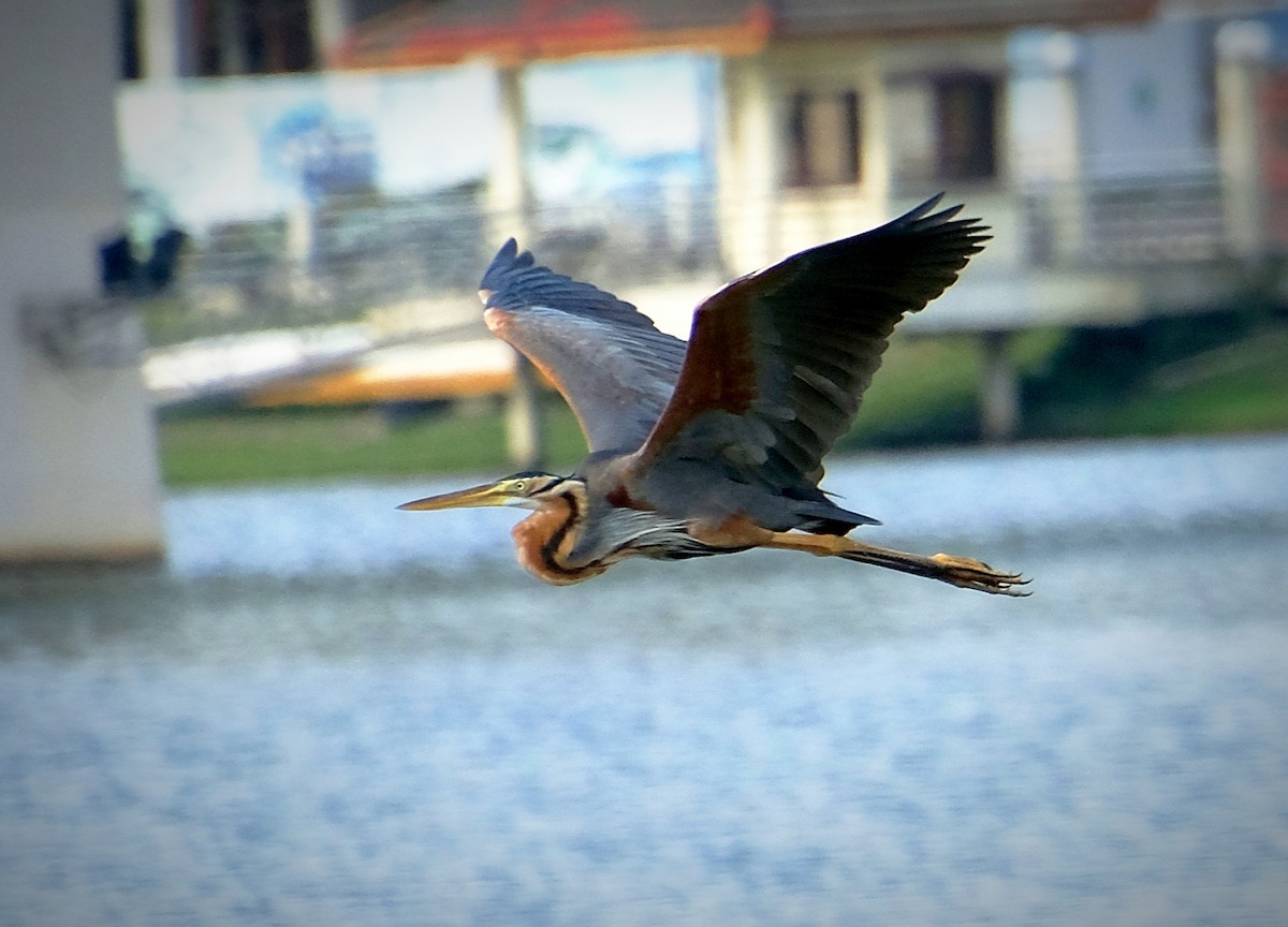 Рыжая цапля - ML644447634