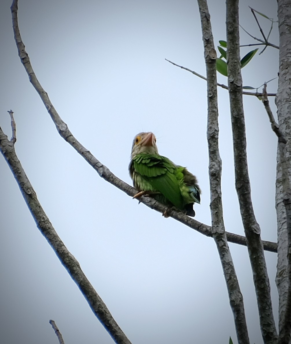 Lineated Barbet - ML644447635