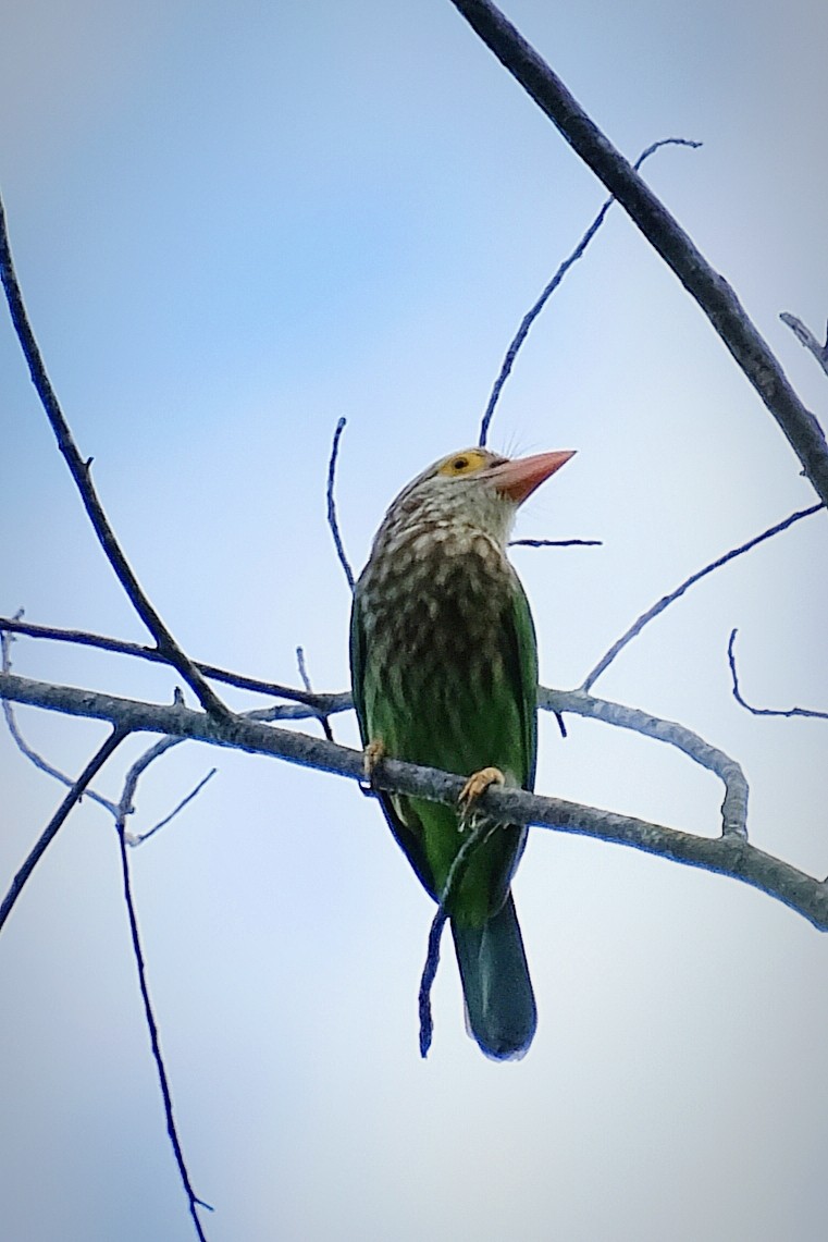 Lineated Barbet - ML644447637