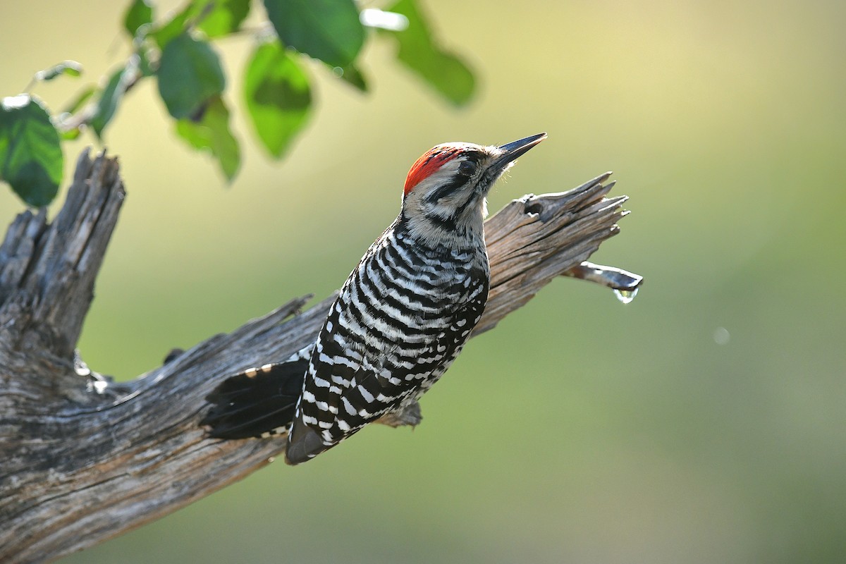 シマアカゲラ - ML644447640