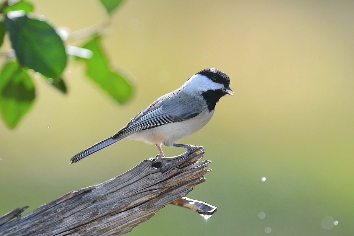 Carolina Chickadee - ML644447649