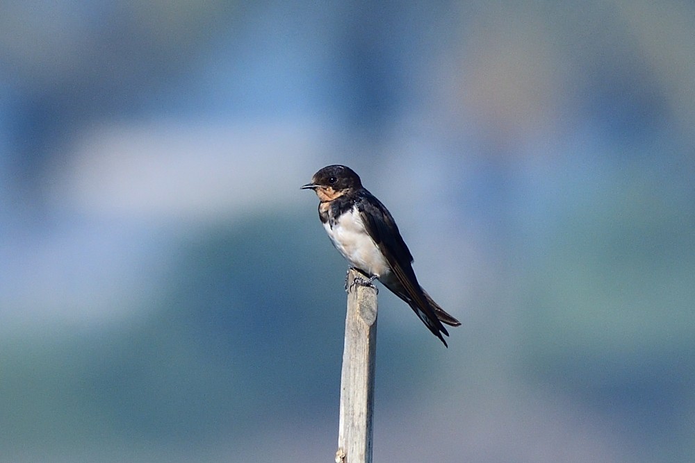 vlaštovka obecná - ML644447662