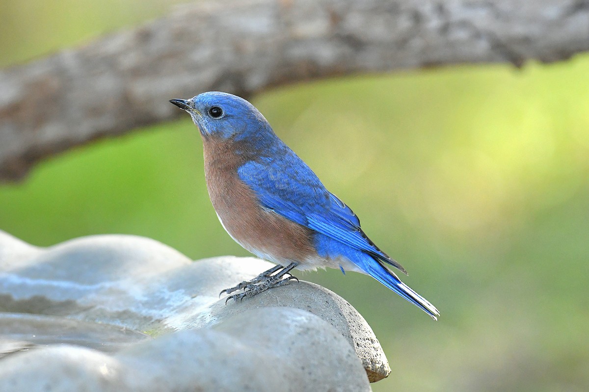 Eastern Bluebird - ML644447668