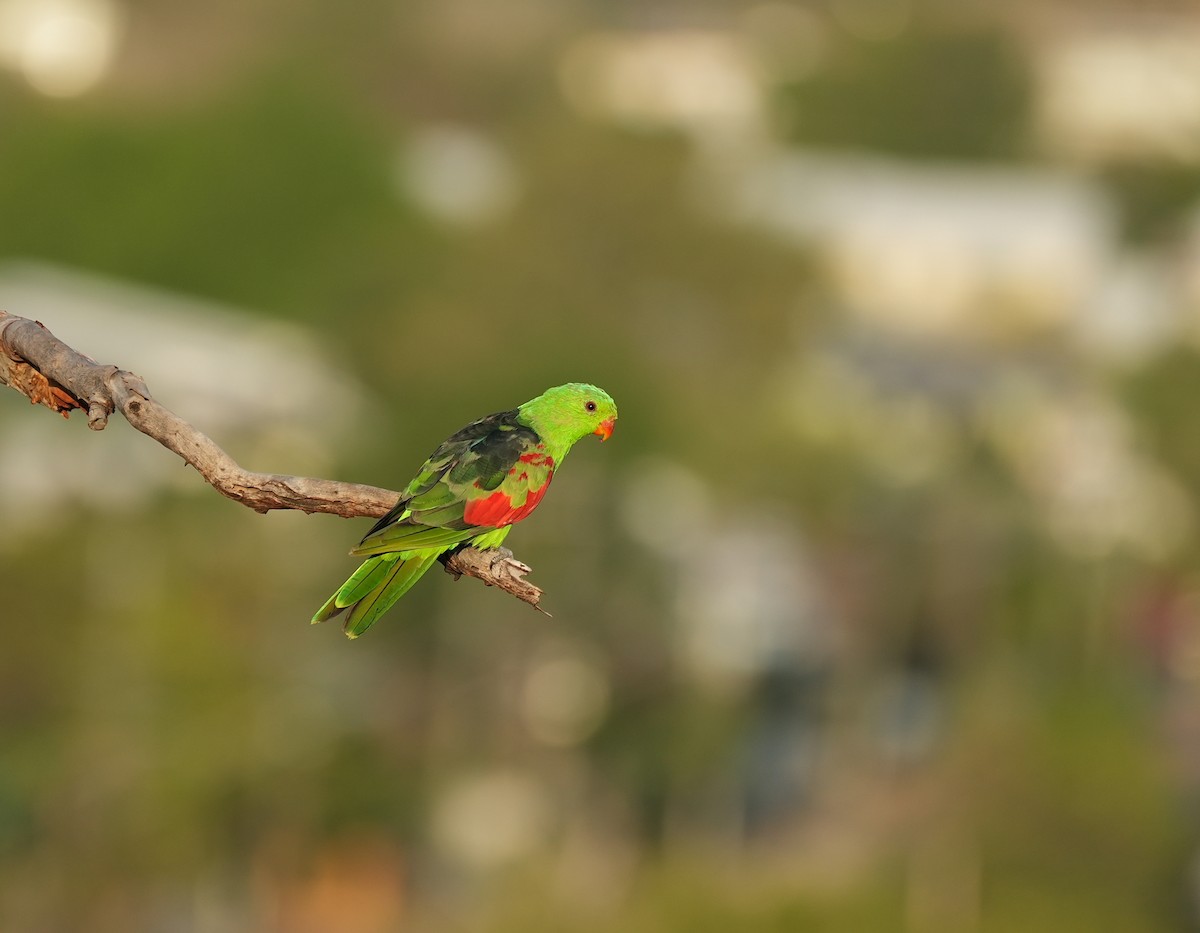 Red-winged Parrot - ML644447675