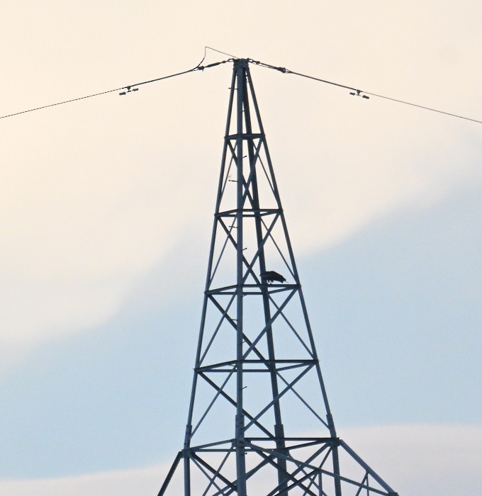 Black Kite - ML644447676