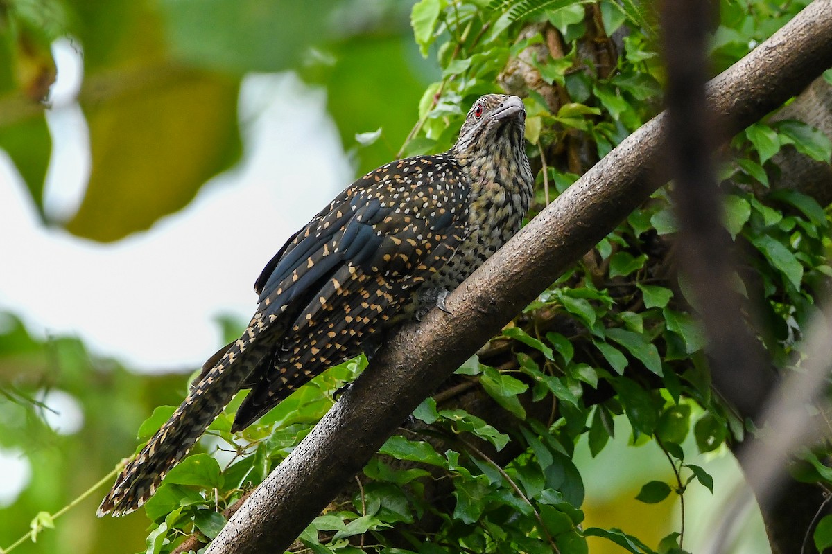 Asian Koel - ML644447680