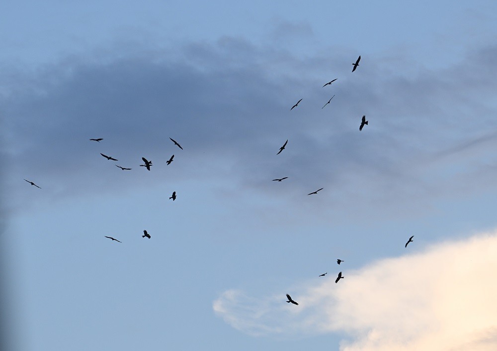 Black Kite - ML644447681