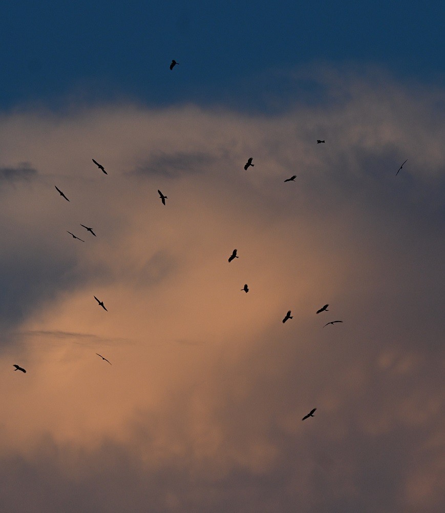 Black Kite - ML644447682