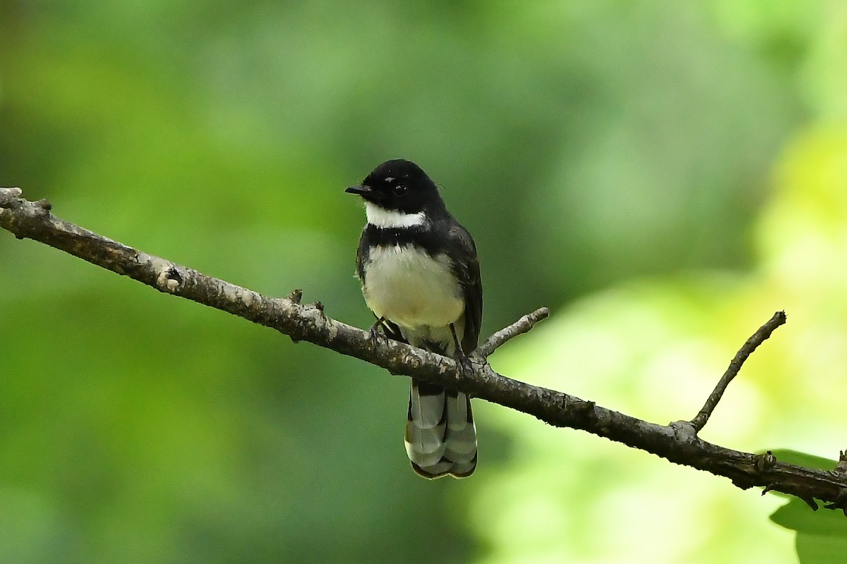 Malaysian Pied-Fantail - ML644447687