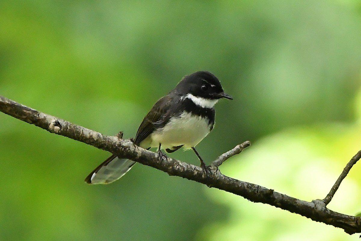 Malaysian Pied-Fantail - ML644447688