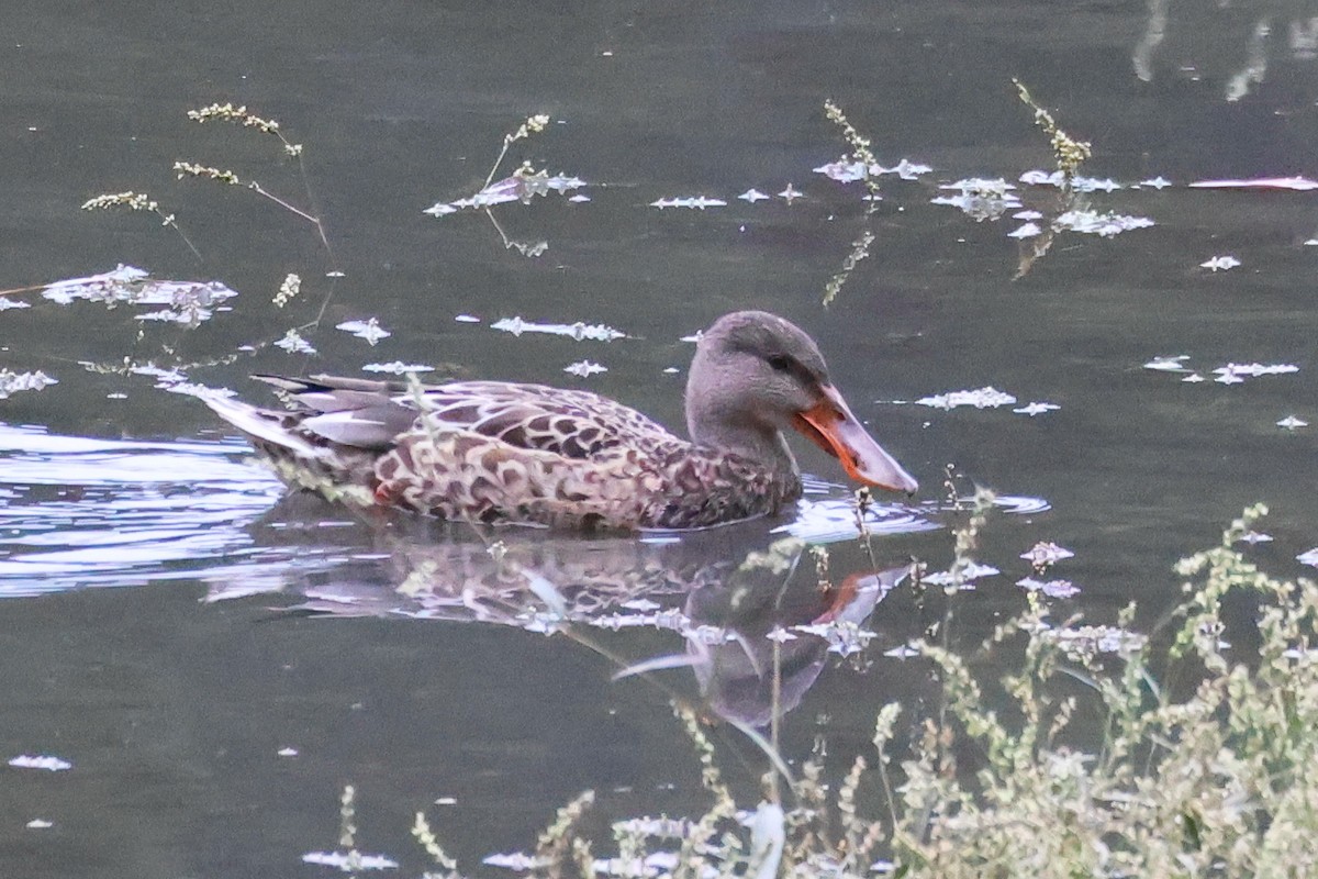 skjeand - ML644447694