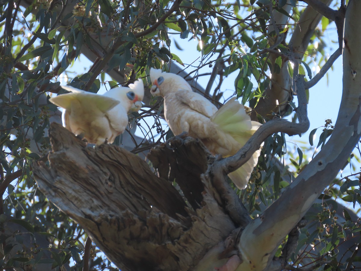 Little Corella - ML644447720