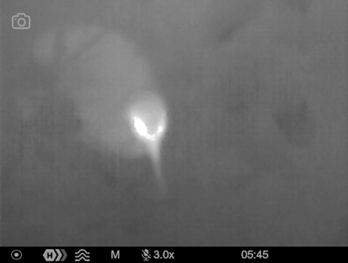 Little Spotted Kiwi - ML644447730