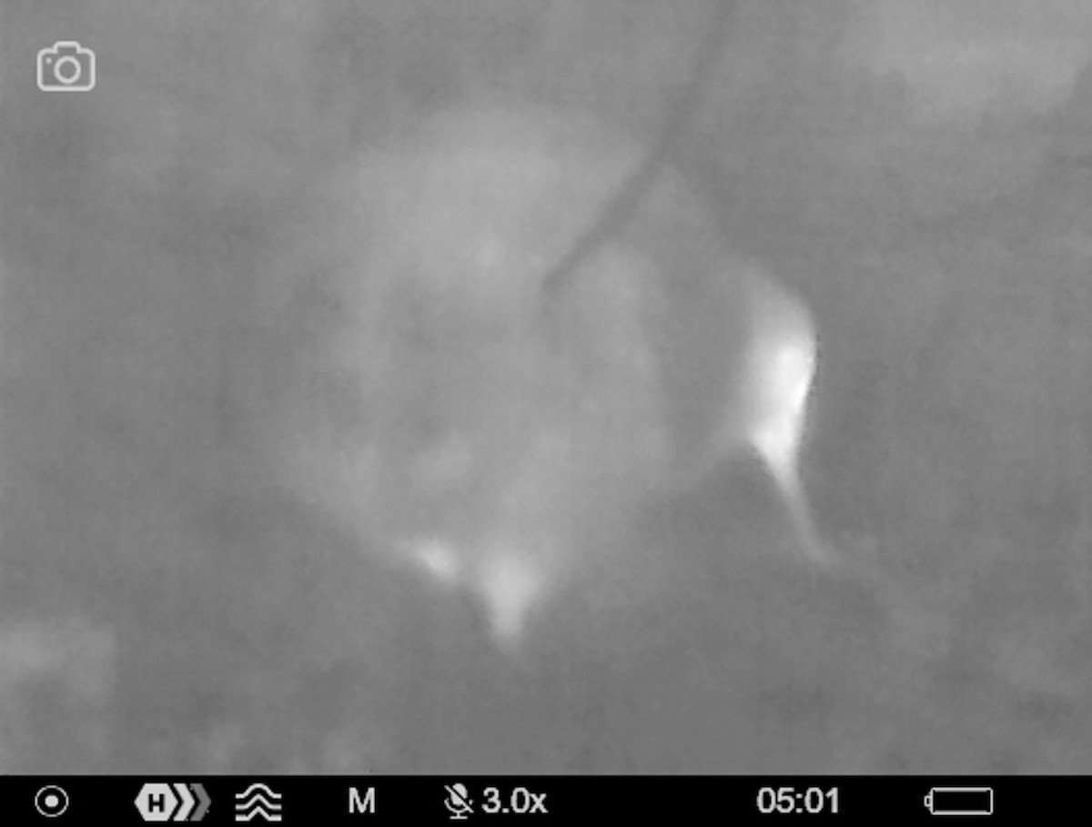 Little Spotted Kiwi - ML644447731