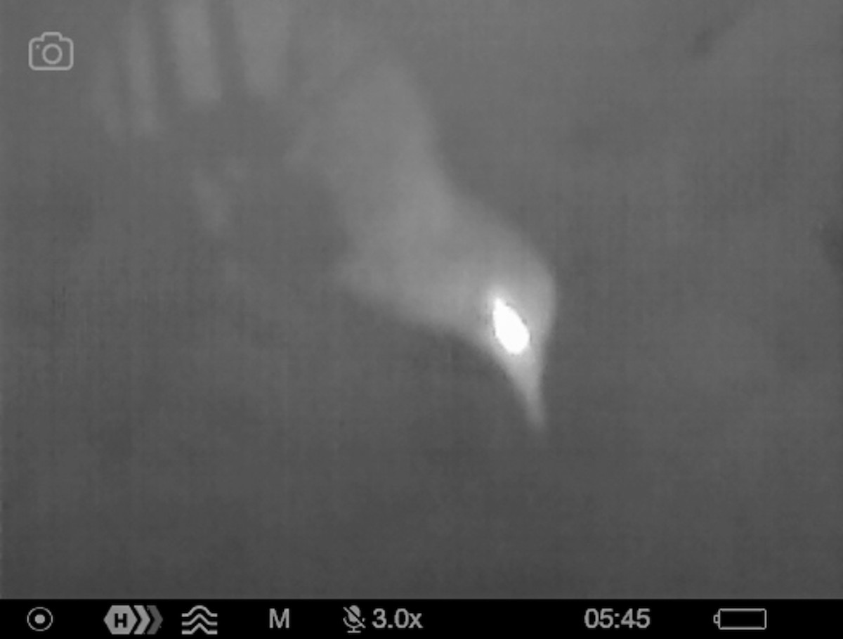 Little Spotted Kiwi - ML644447732