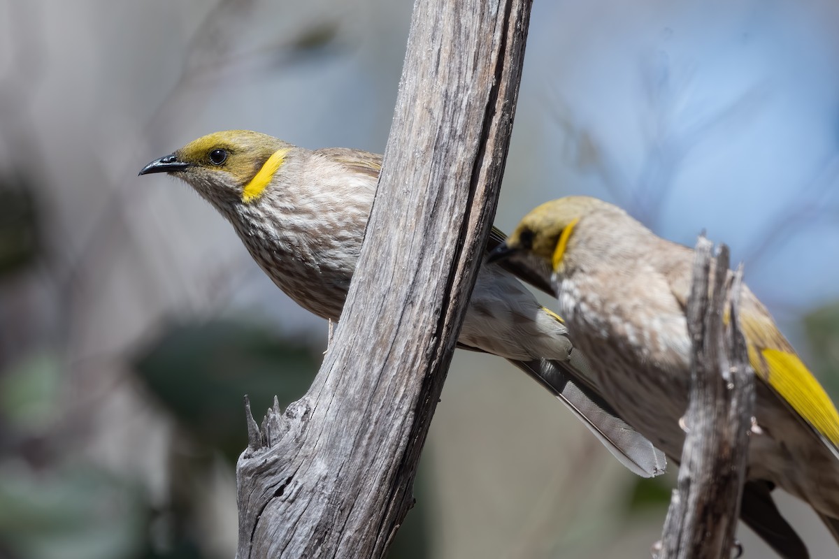 Yellow-plumed Honeyeater - ML644447733