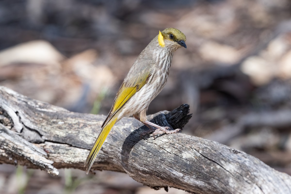 Yellow-plumed Honeyeater - ML644447734