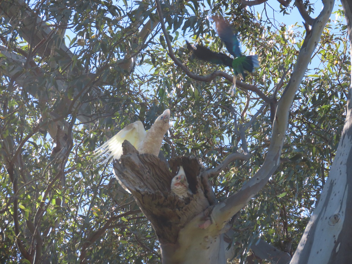 Little Corella - ML644447735