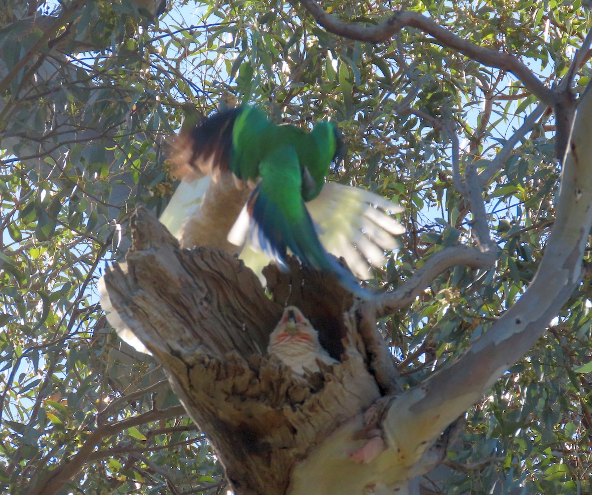 Little Corella - ML644447739