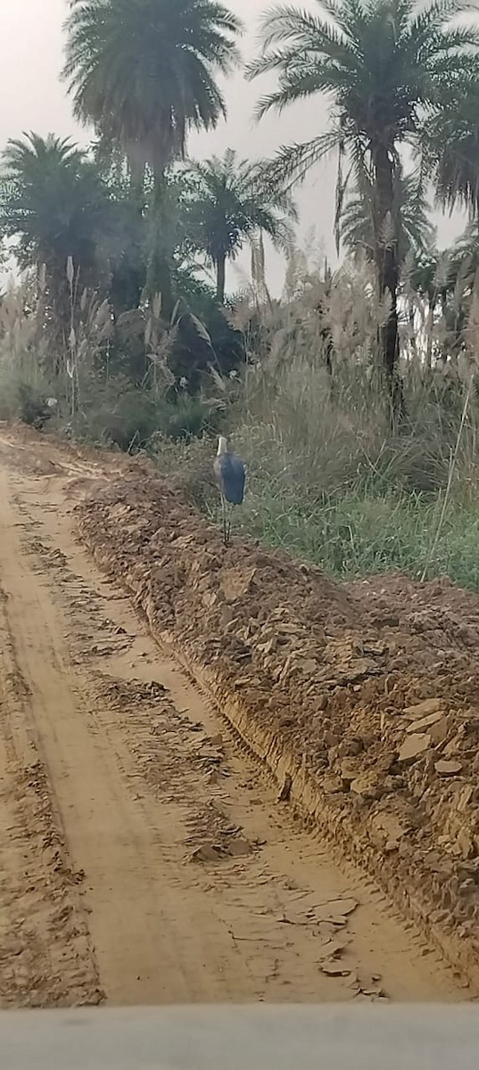 Asian Woolly-necked Stork - ML644447740