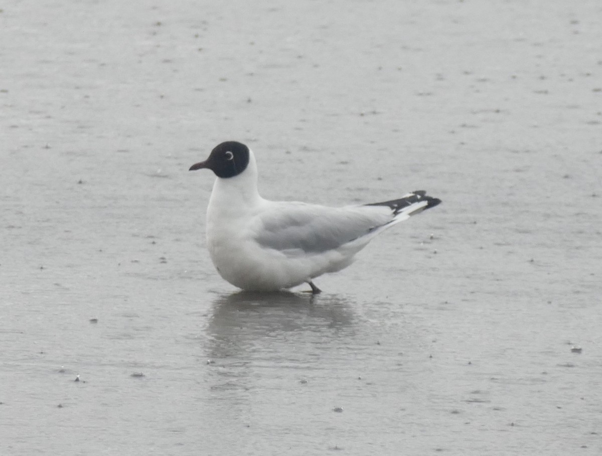 Andean Gull - ML644447743