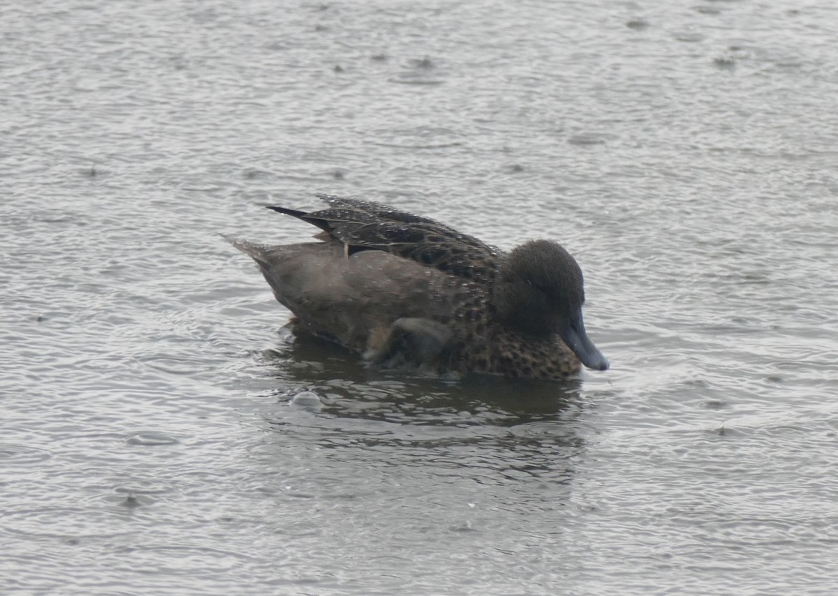 アンデスコガモ - ML644447748