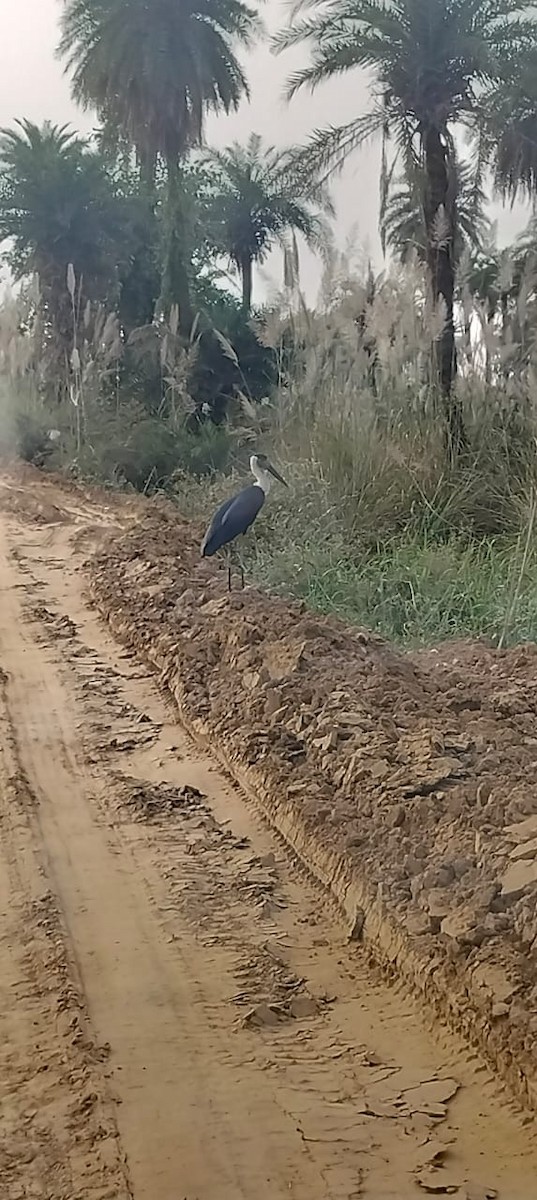 Asian Woolly-necked Stork - ML644447749