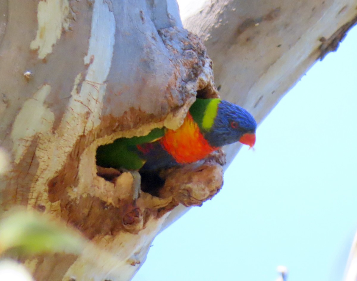 Rainbow Lorikeet - ML644447751