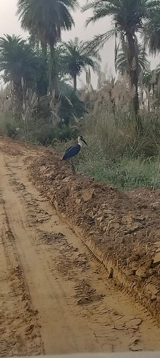 Asian Woolly-necked Stork - ML644447752
