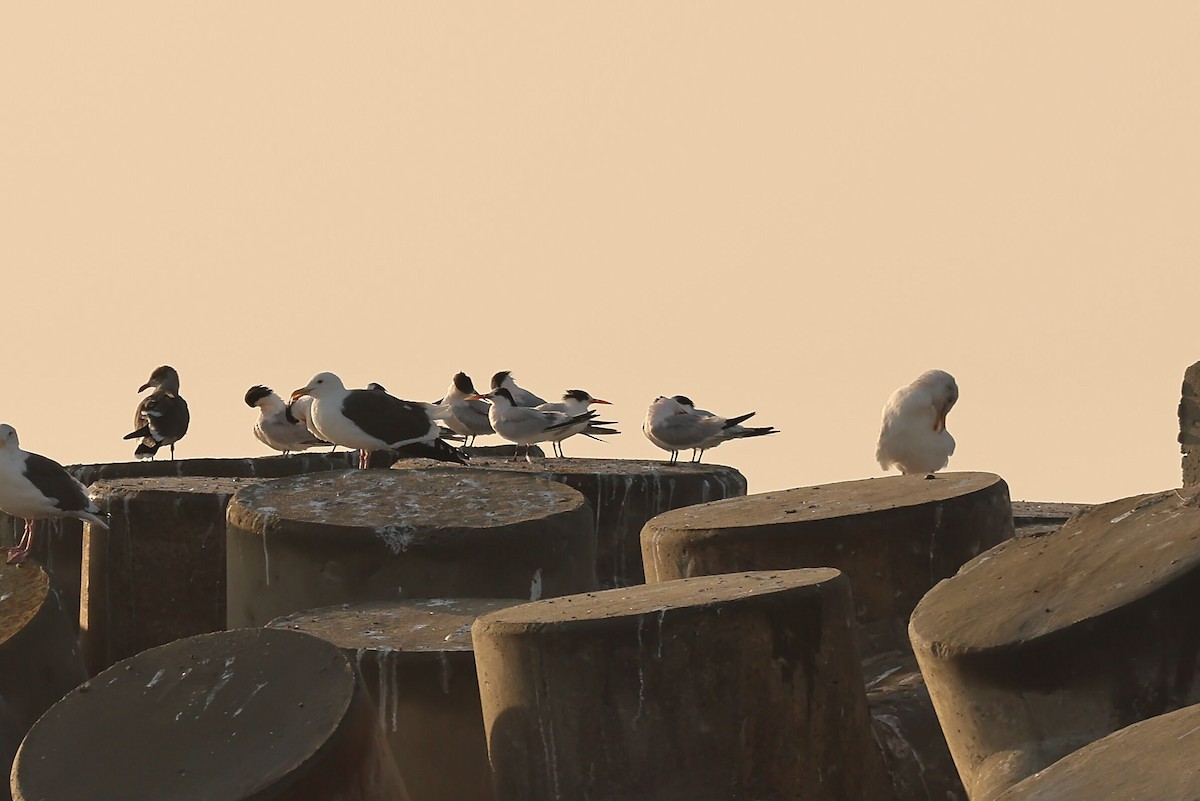 Elegant Tern - ML644447759