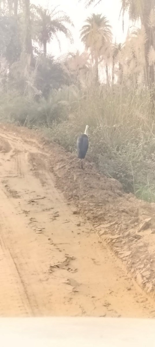Asian Woolly-necked Stork - ML644447760