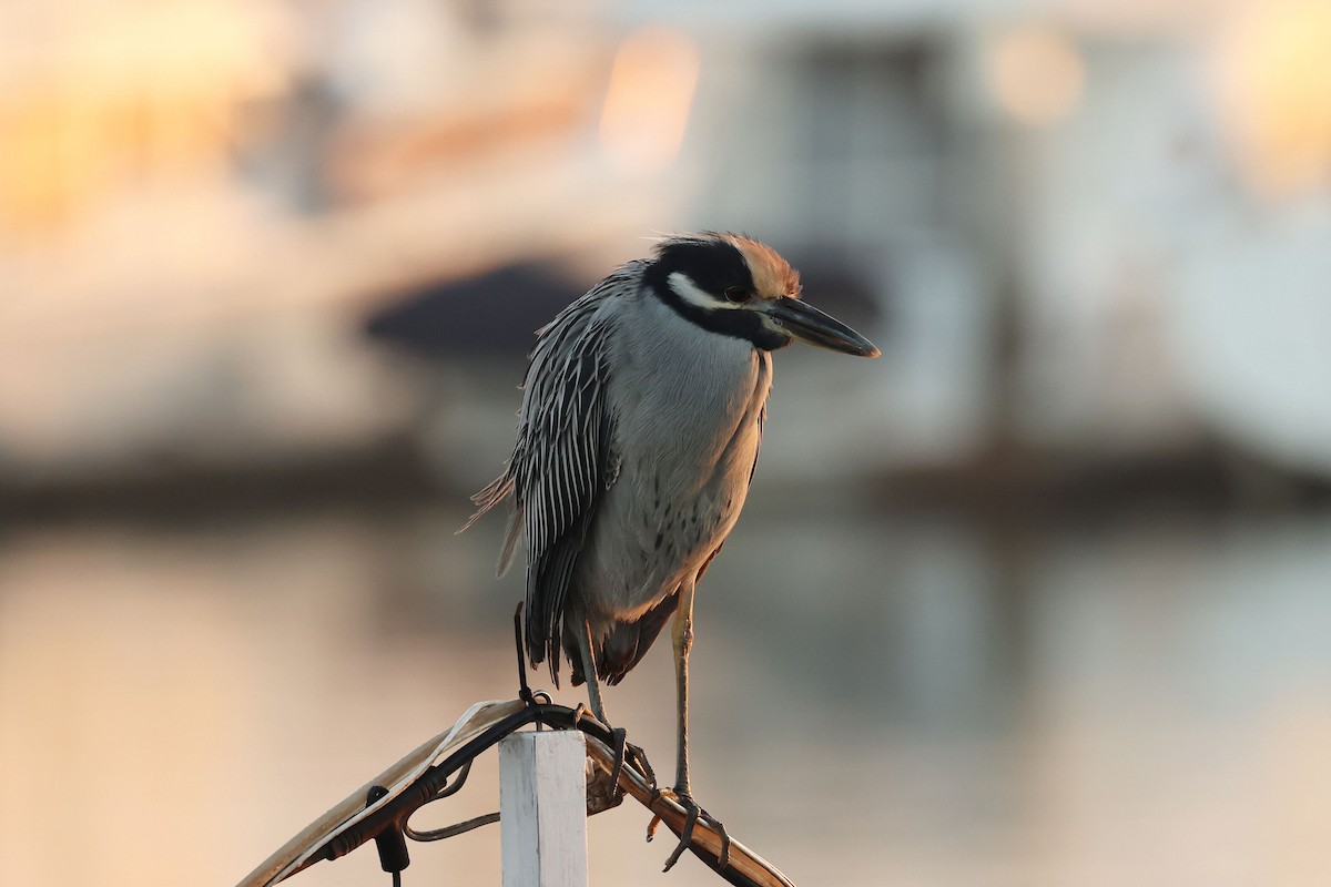 אנפת לילה צהובת-כיפה - ML644447761