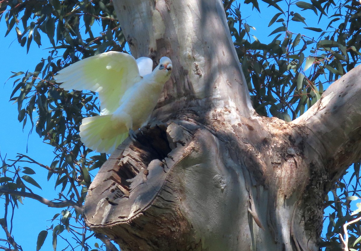Little Corella - ML644447763