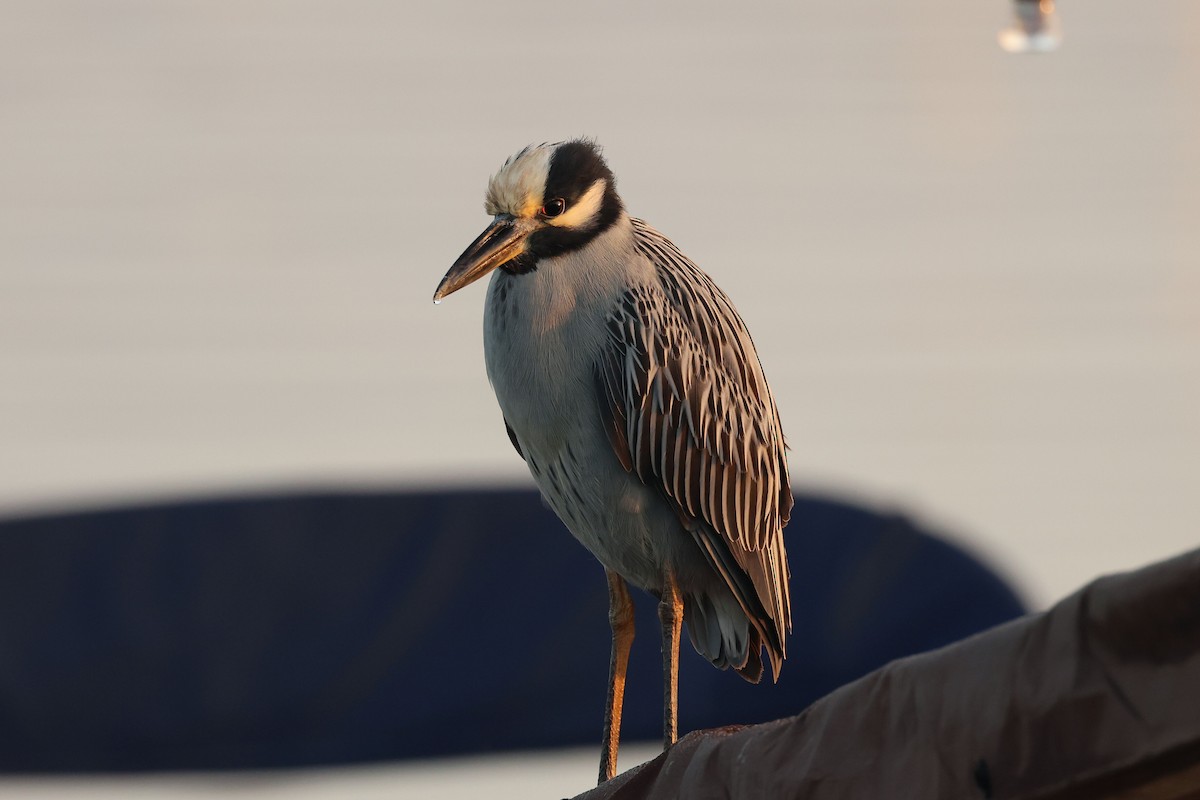 אנפת לילה צהובת-כיפה - ML644447764