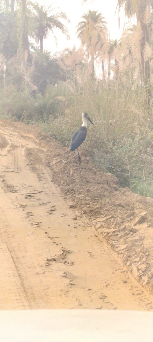 Asian Woolly-necked Stork - ML644447765