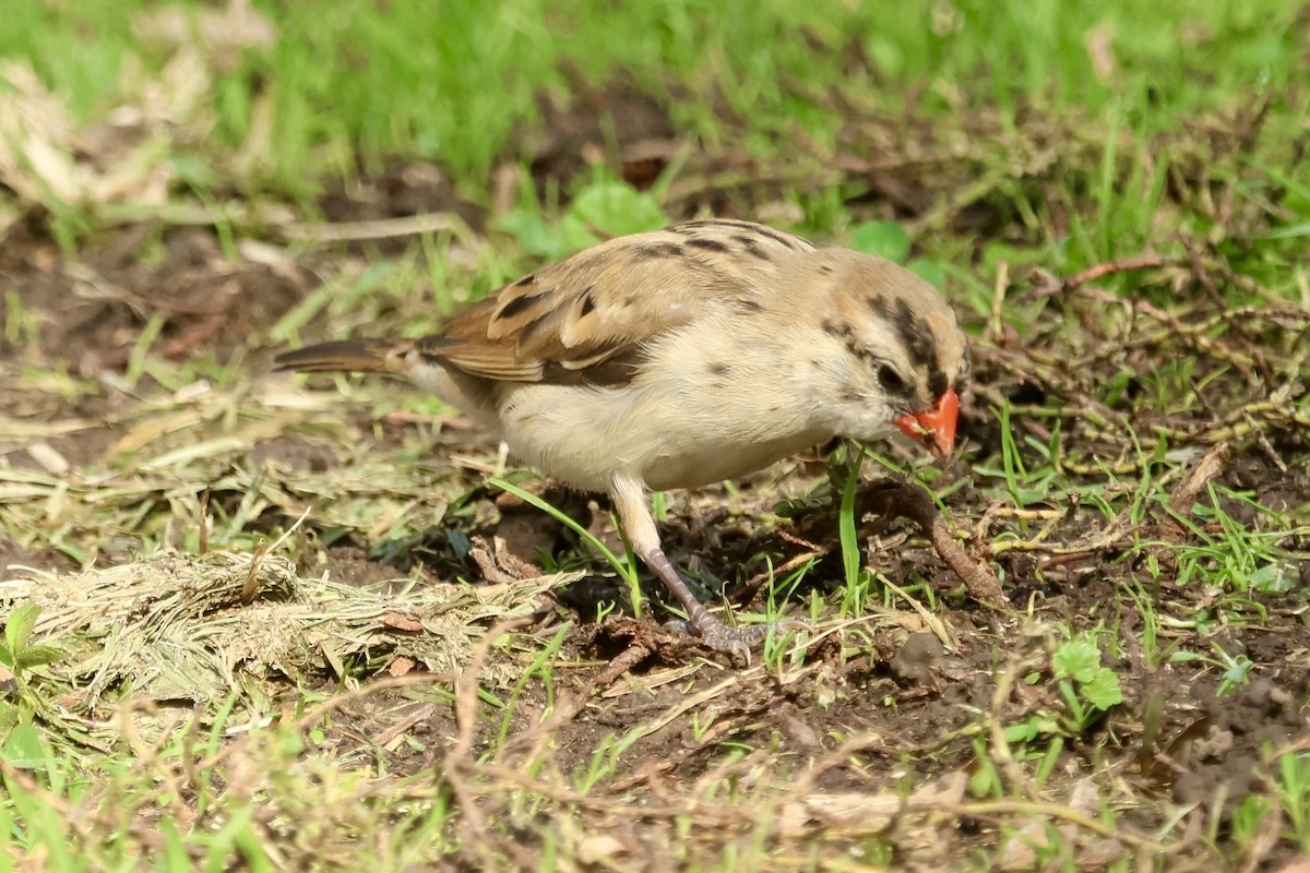 針尾維達雀 - ML644447768