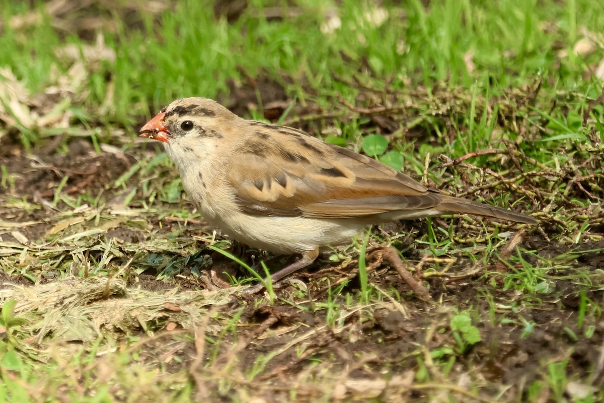 針尾維達雀 - ML644447769